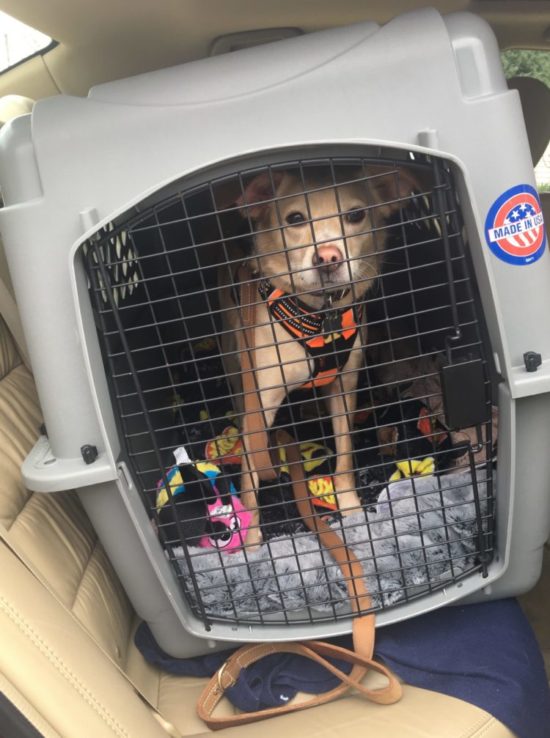 Houston’s Happy Tails – Paws Give Me Purpose